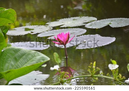A lily and a group of lily pads floating on the water.