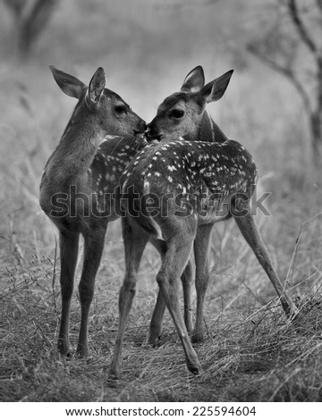 Two young deer standing close together in a field.