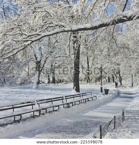 A tree branch hangs over a snow covered path lined with benches in a park.