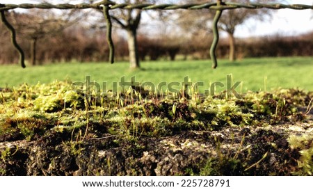 Plant shoots pushing through the soil under a wire fence.