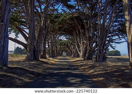 A concrete path lined with trees and dry grass.