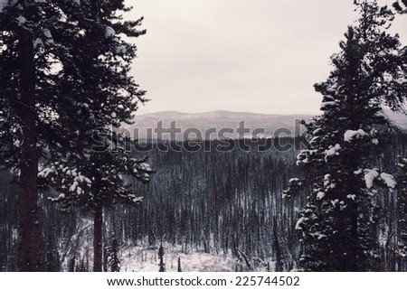 Snow-covered trees in a snow-covered valley near a mountain.