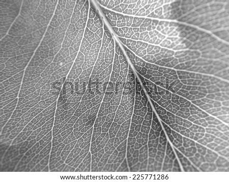 A close-up of the veins and intricate details of a leaf.