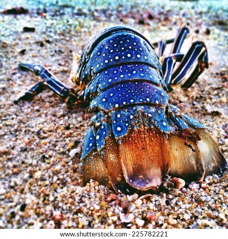 The back end of blue lobster on a beach.