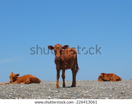 An animal looking out with two animals laying down.
