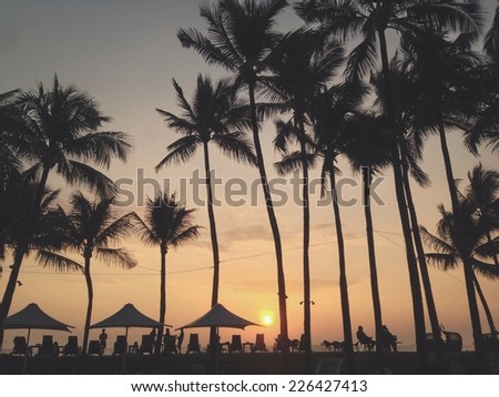 A wide-shot of various palm trees and people sitting at tables.
