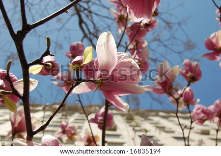 magnolia tree flower. stock photo : Magnolia tree flower close up with buildings