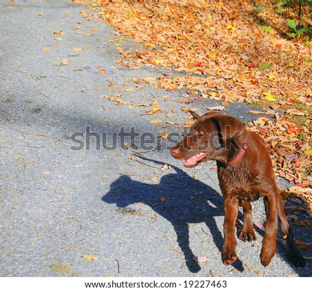 chocolate lab puppy chasing shadow