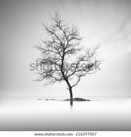 A lone tree partially submerged in the water . Long Exposure black and white.