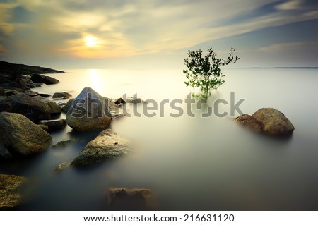 A lone tree partially submerged in the water during sunset . Long exposure . Image contain certain grain or noise ( the tree has a little movement because of long exposure effect )