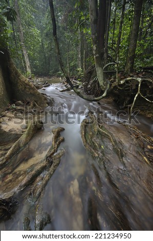The equator green jungle and rain forest with trees and bushes , clean and cool fresh water river flows through cascades stones and roots