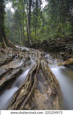 The equator green jungle and rain forest with trees and bushes , clean and cool fresh water river flows through cascades stones and roots