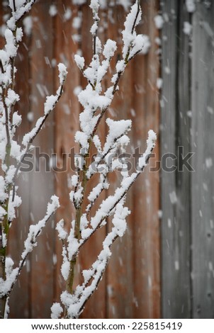 Slim tree branches in snow rain