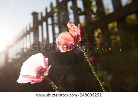 Two poppies blooming in the early summer morning at backyard garden