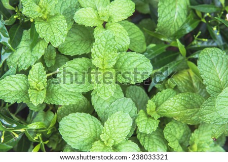 Fresh green mint leaf in the garden , bush of mint of south east Asia type