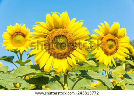 Sun flower with summer clear blue sky at sunflower farm