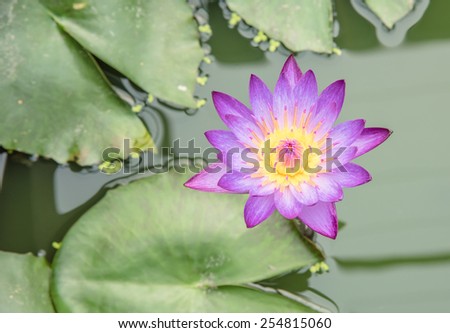 purple lotus in the pond , top view