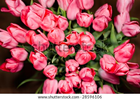 Dutch Tulip Bunch