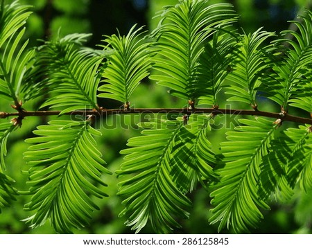 Redwood twig with green leaves