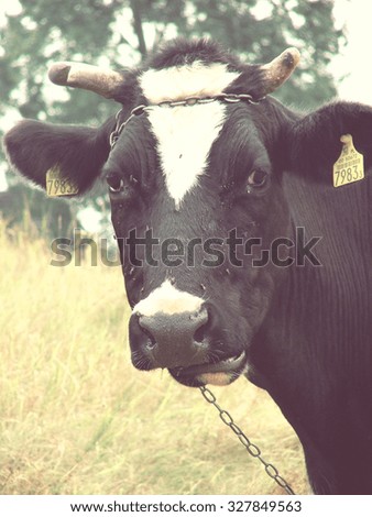 SZCZECIN, POLAND - August 20, 2008: the face of the cow; vintage filter effect