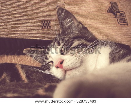 sleeping cat,  in the foreground blurred cat\'s paw; vintage filter effect
