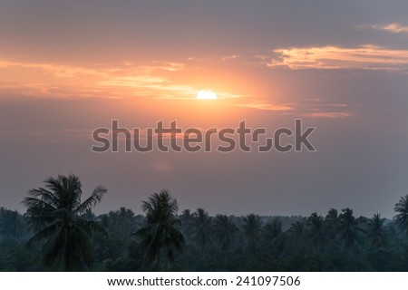 Top view coconut land in sunset time