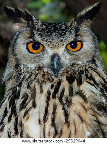 Closeup Macro Portrait of Bengal Eagle Owl with Large Piercing Orange Eyes