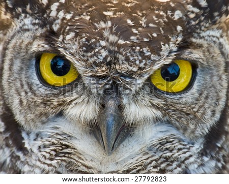 African Spotted Eagle Owl with Large Piercing Yellow Black Eyes