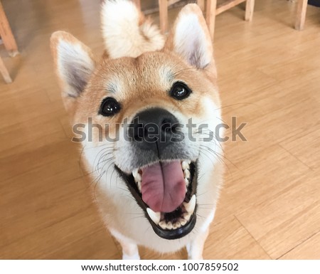 funny white and brown shiba inu dog. hungry, ask for food and want to eat or playing with dog owner. close up shot.
