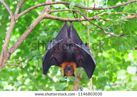 fruit bat hanging on tree in forest. Lyle\'s flying fox.