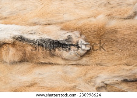Russian Mink Fur background ginger color skin with wild fur animal paw