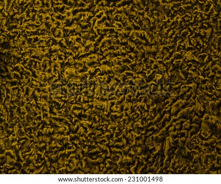 Russian shiny colored golden black astrakhan caracul - Lamb fur. Background for winter fashion theme and holiday cards tor new years day