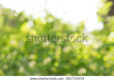 Blured photo of young bush branches with little fresh green leaves in sun shine garden outdoors