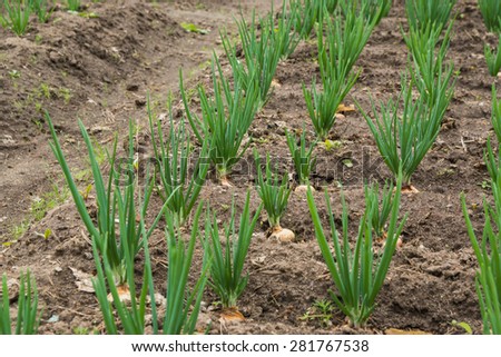 Bed with onion growing in the russian garden. Photo for agricultural theme