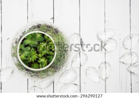 Small succulents in glass crack vase top view with glass decorations on a white wooden background
