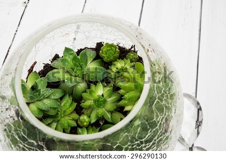 Small succulents in glass crack vase  with glass decorations on a white wooden background
