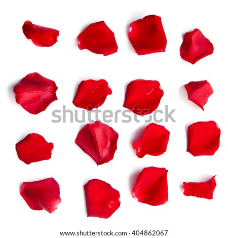 Set of 16 red rose petals on white background