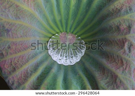 Lotus leaf with water drops