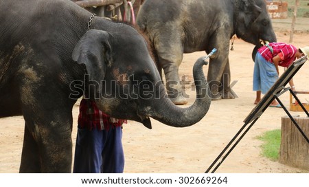 CHIANGMAI,THAILAND - August 2: Elephant drawing a picture on elephants show on August 2,2015 in Chiangmai ,Thailand Elephants show is a main attraction for tourists in this region.