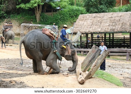 Muang District, CHIANGMAI,THAILAND - August 2:: Elephant sitting. Elephant show at Maesa Elephant Camp.August 2,2015