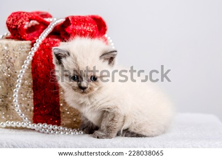 cat kitten kitty christmas toy gift present