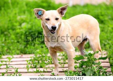Dog smiles. Beige pedigree dog on the field with grass. Funny and cool dog.