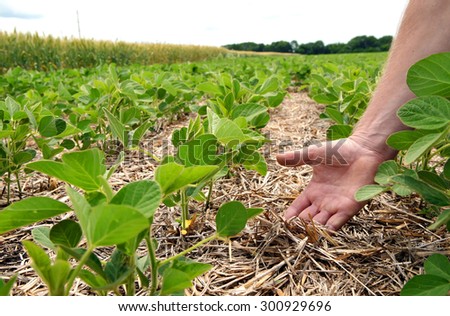 An innovative method of growing grain wheat, soybeans, corn. Hand men on the background field. Humus in the field with plants. A man checks the soil fertility and humus. Soil protection from sunlight.