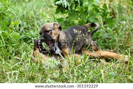 Two cheerful and sweet puppy playing in the field. Two small dogs fight among themselves.dog