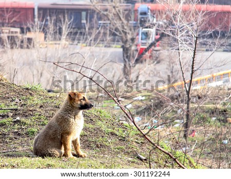 Cute puppy lost in the city. The dog on the background of the sea port. Beautiful and fluffy pedigree dog. On the precipice of the abyss sits.one