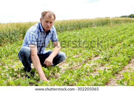 Male farmer checks the soybean harvest. The unique technology of growing crops. Farmer sitting in the field on a background of wheat and soybeans. Growing non-GMO soybeans. Eco friendly product.