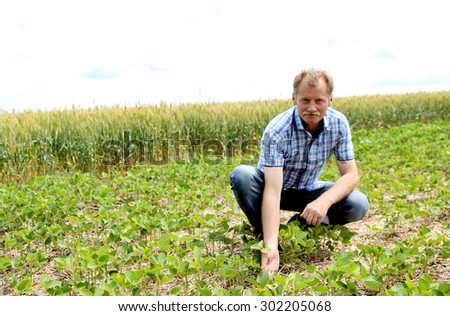 Male farmer checks the soybean harvest. The unique technology of growing crops. Farmer sitting in the field on a background of wheat and soybeans. Growing non-GMO soybeans. Eco friendly product.