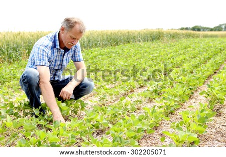 Male farmer checks the soybean harvest. The unique technology of growing crops. Farmer sitting in the field on a background of wheat and soybeans bread. Growing non-GMO soybeans. Eco friendly product.