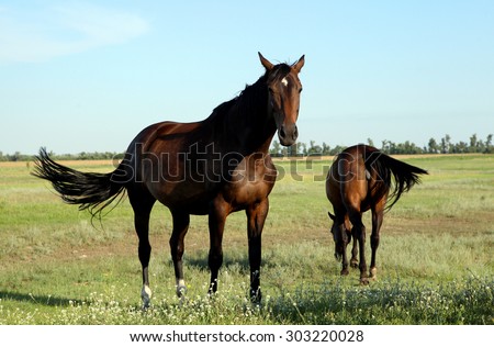 A horse walks in the field. The foal is walking with his parents in a meadow. Little pony. Thoroughbred horse breed. Thoroughbred a stallion. Three huge horse racing mares. many.