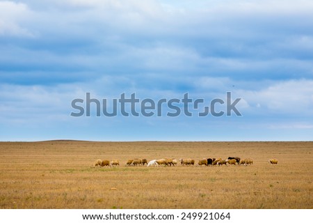 Herd of sheep on beautiful mountain meadow. Many sheep in the field grazing with clean blue sky on background